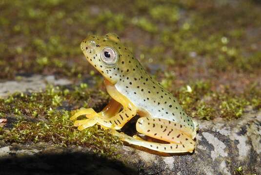 Image of Malabar Gliding Frog