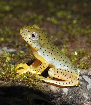 Image of Malabar Gliding Frog