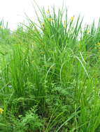 Image of beaked sedge