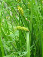 Image of beaked sedge