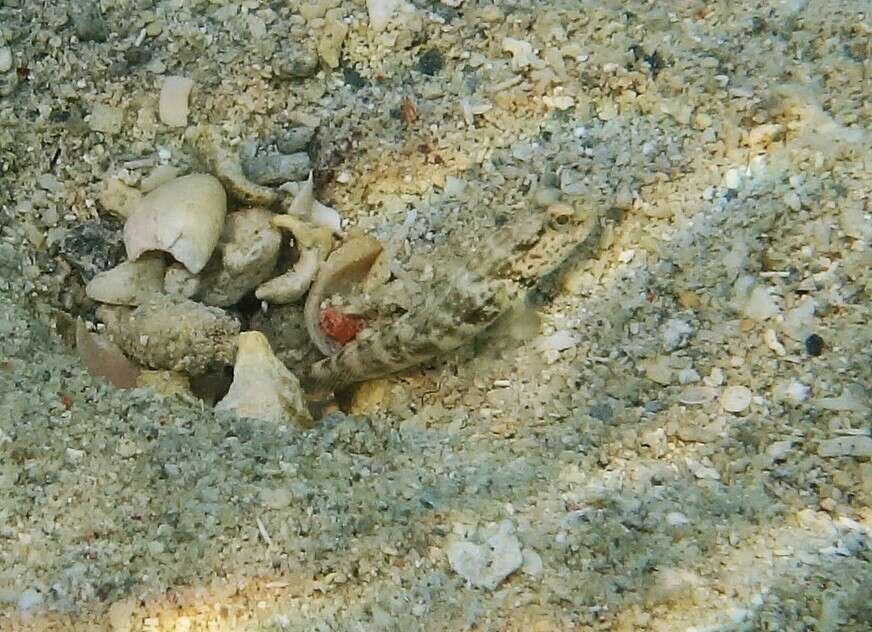 Image of Inexplicable shrimpgoby