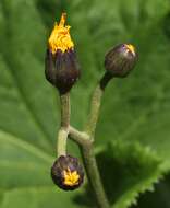 Image of summer ragwort