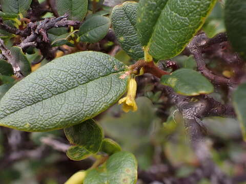 صورة Wikstroemia oahuensis var. palustris (Hochr.) Peters.