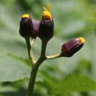 Image of summer ragwort