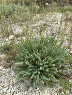 Plancia ëd Oxytropis microphylla (Pall.) DC.