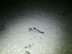 Image of Indian Nightjar