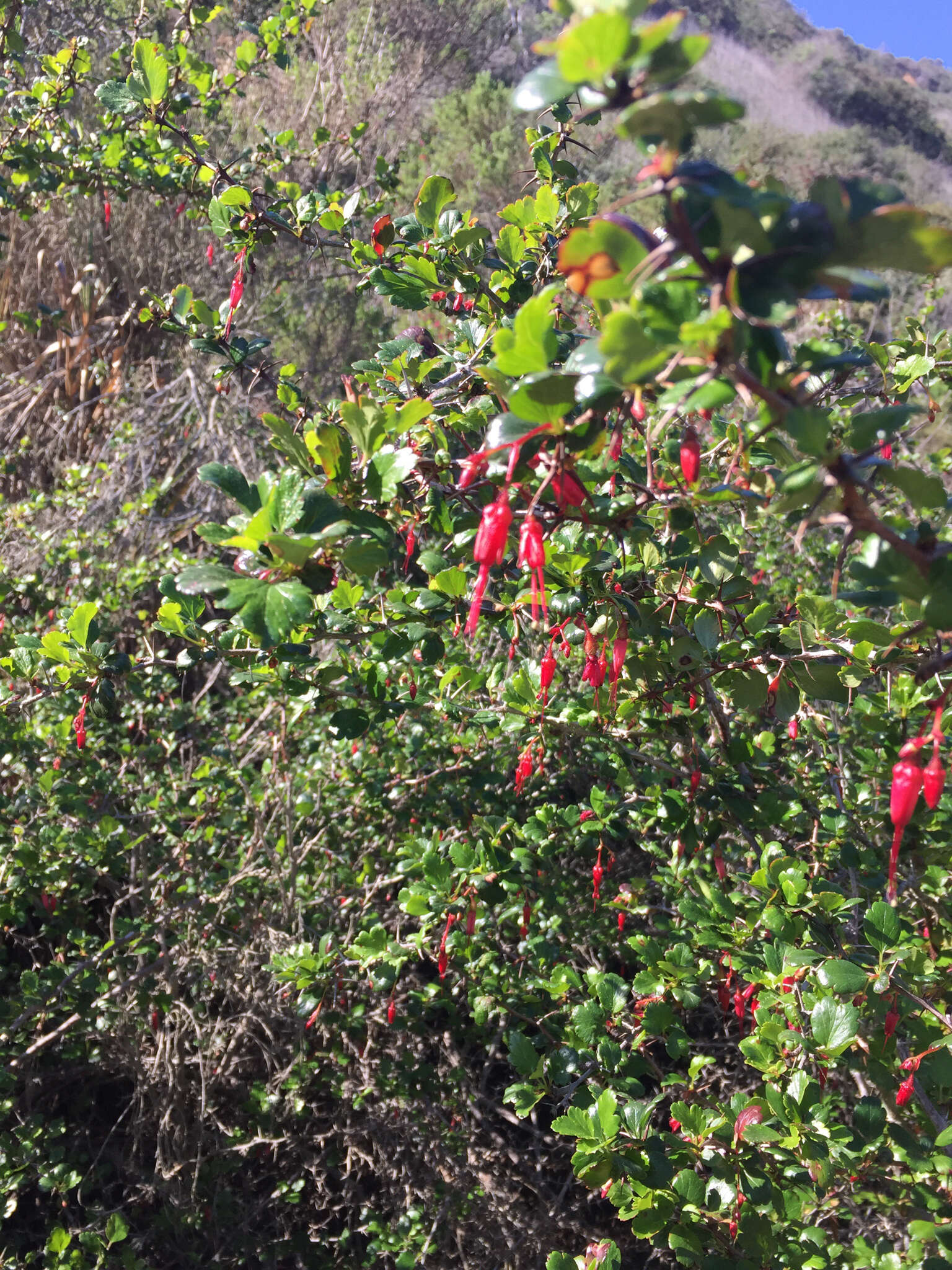 Image of fuchsiaflower gooseberry