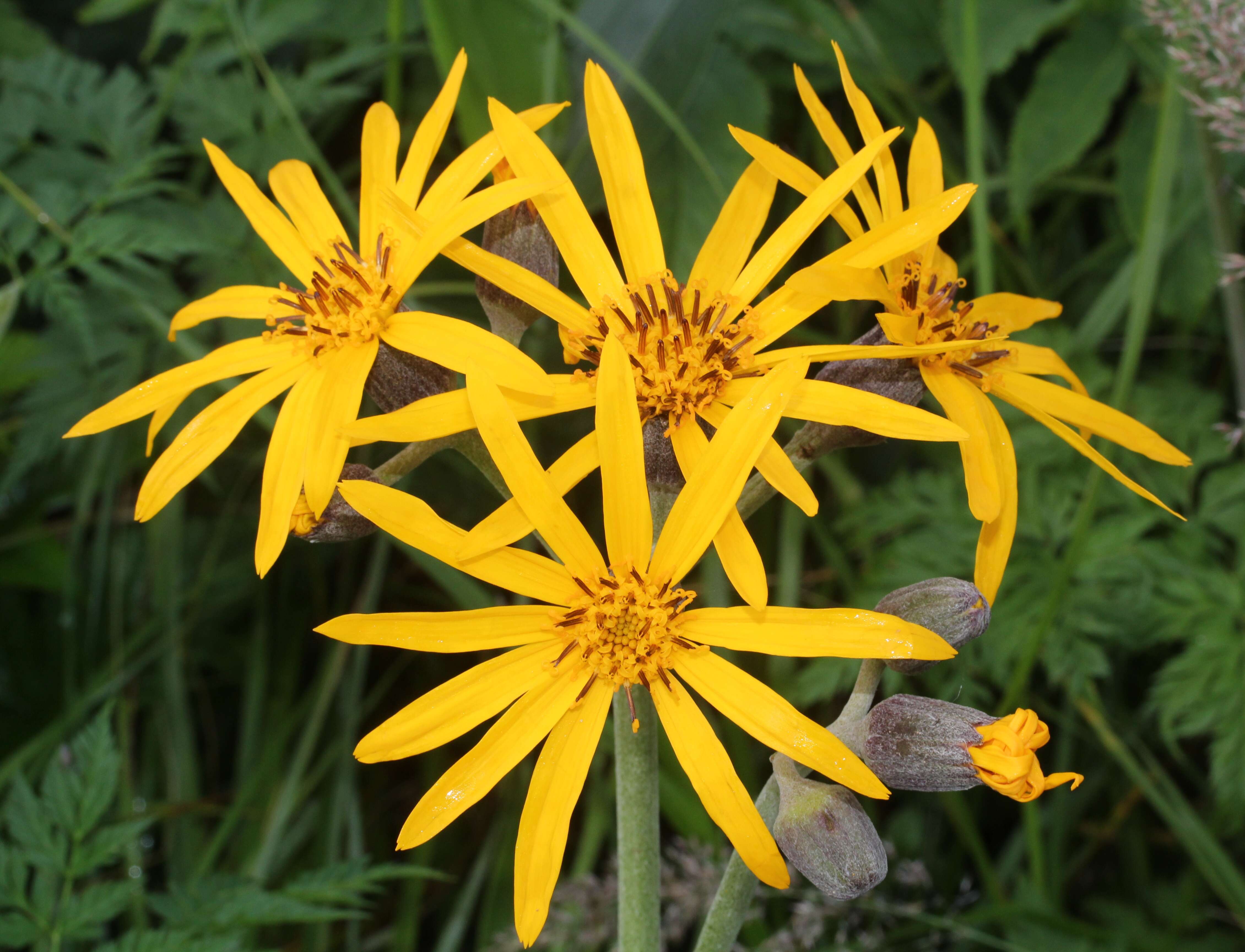 Image of summer ragwort