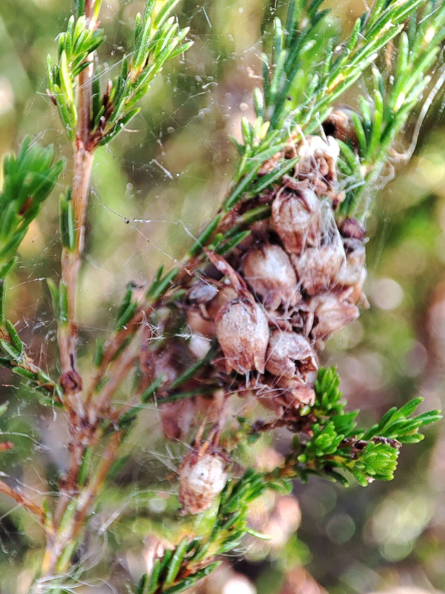 Imagem de Erica margaritacea