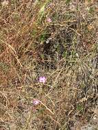 Plancia ëd Clarkia franciscana H. Lewis & Raven