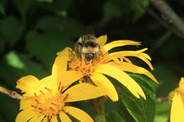 Image of summer ragwort