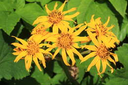 Image of summer ragwort