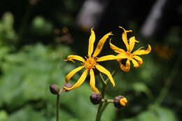 Image of summer ragwort