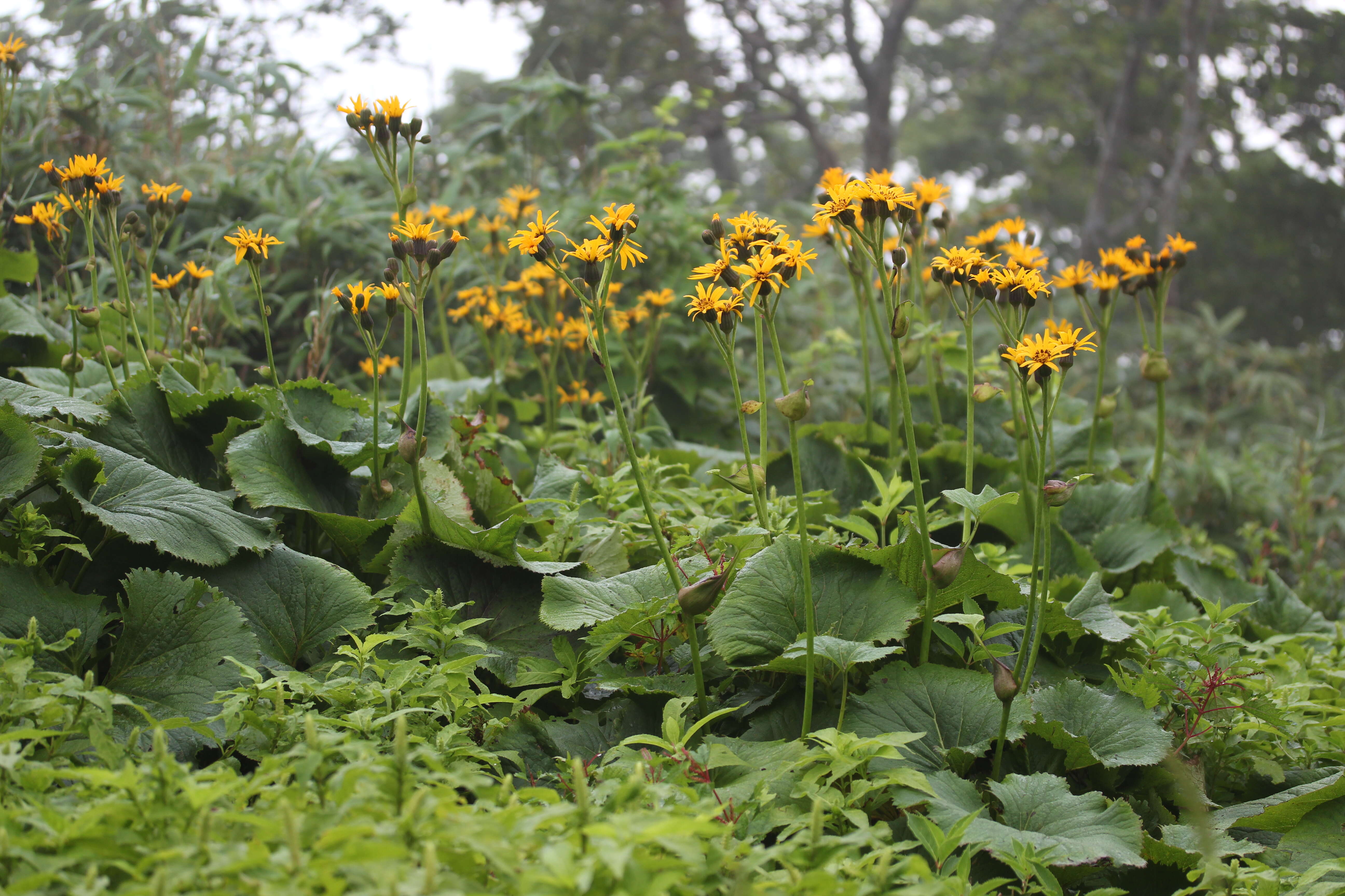 Image of summer ragwort