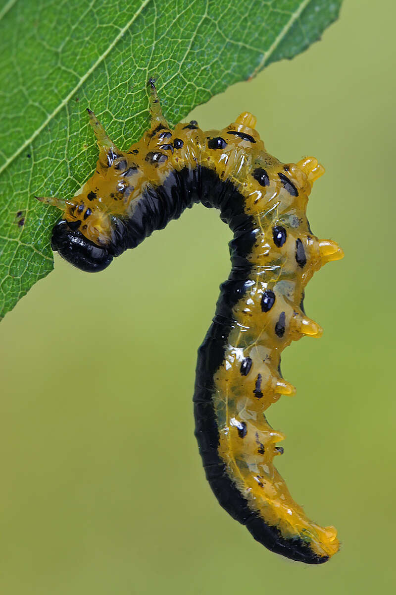 Imagem de <i>Nematus latipes</i>