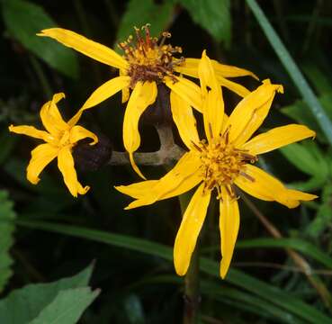 Image of summer ragwort