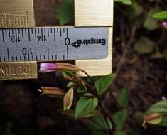 Erythranthe inconspicua (A. Gray) G. L. Nesom resmi