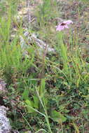 Image of Iostephane heterophylla (Cav.) Benth.