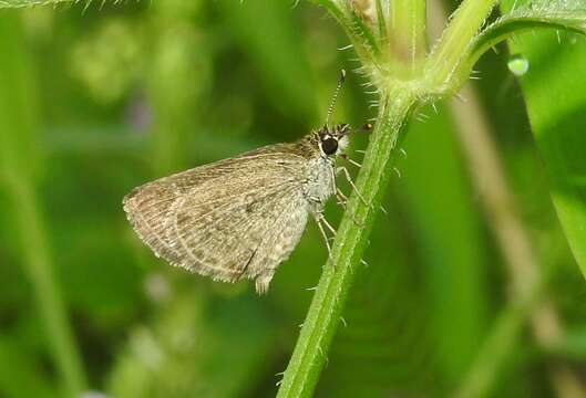 Image of Pygmy Scrub-hopper