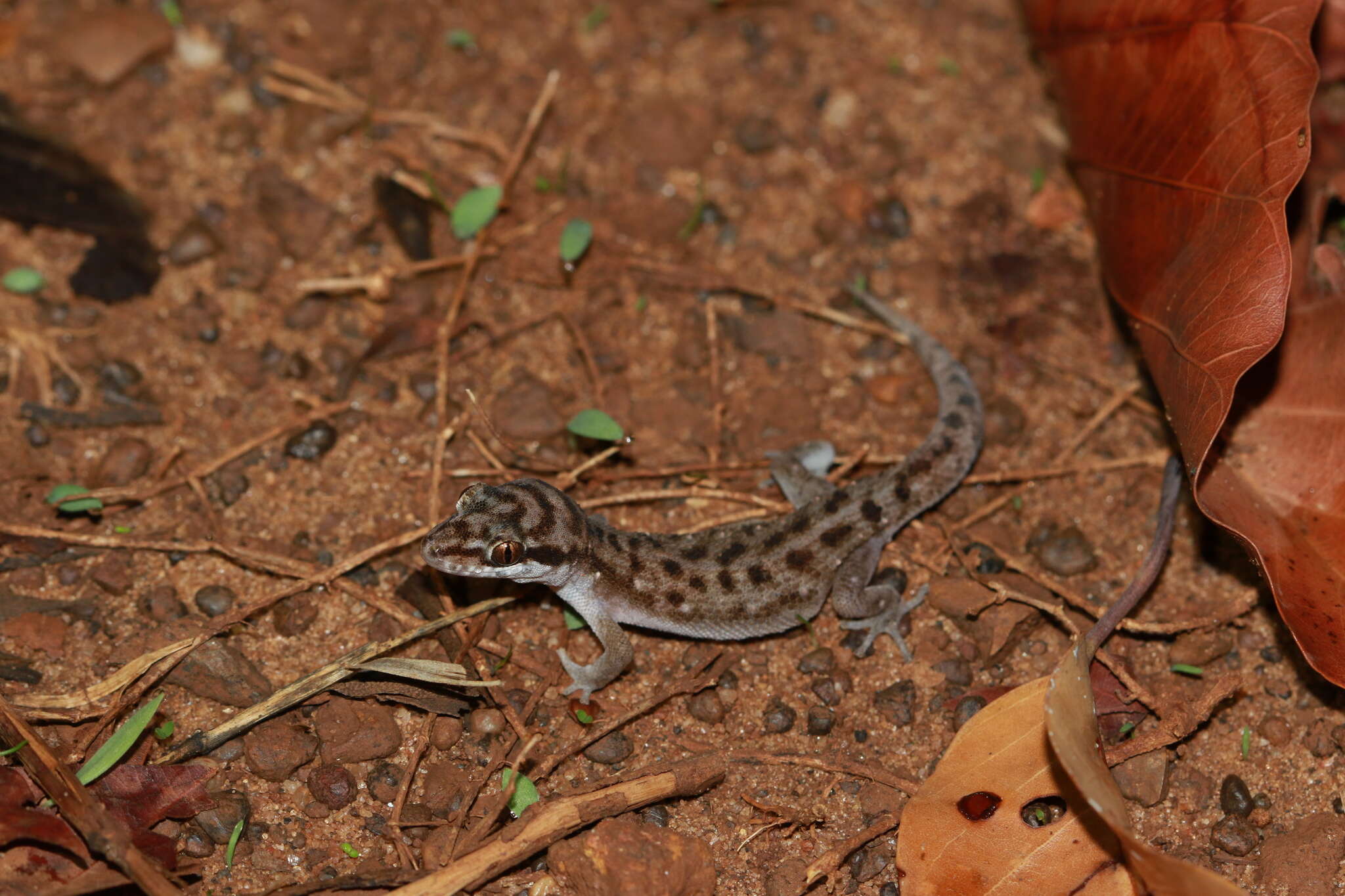 Image de Dixonius vietnamensis Das 2004