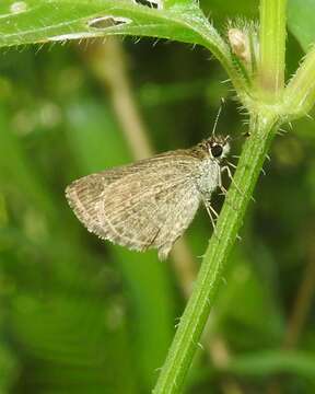 Image of Pygmy Scrub-hopper