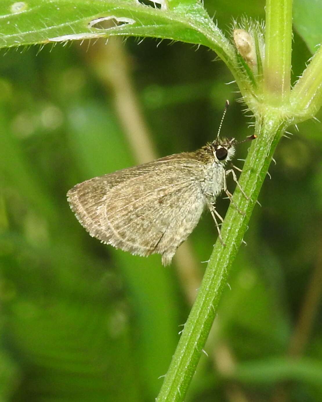 Aeromachus pygmaeus Fabricius 1775 resmi