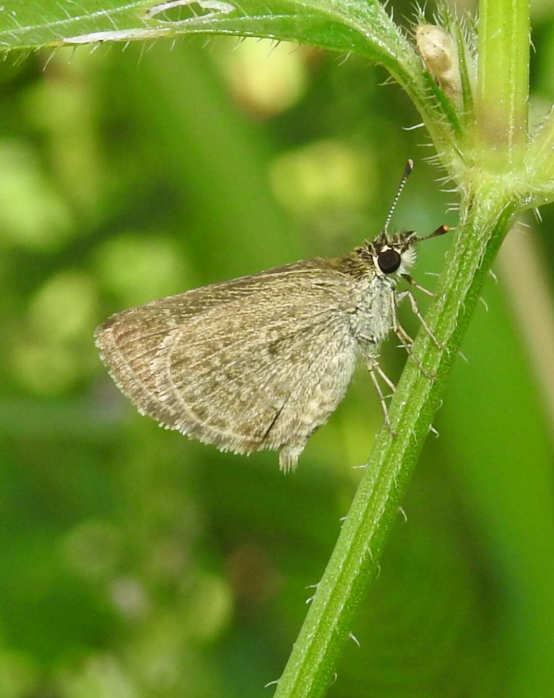 Aeromachus pygmaeus Fabricius 1775 resmi