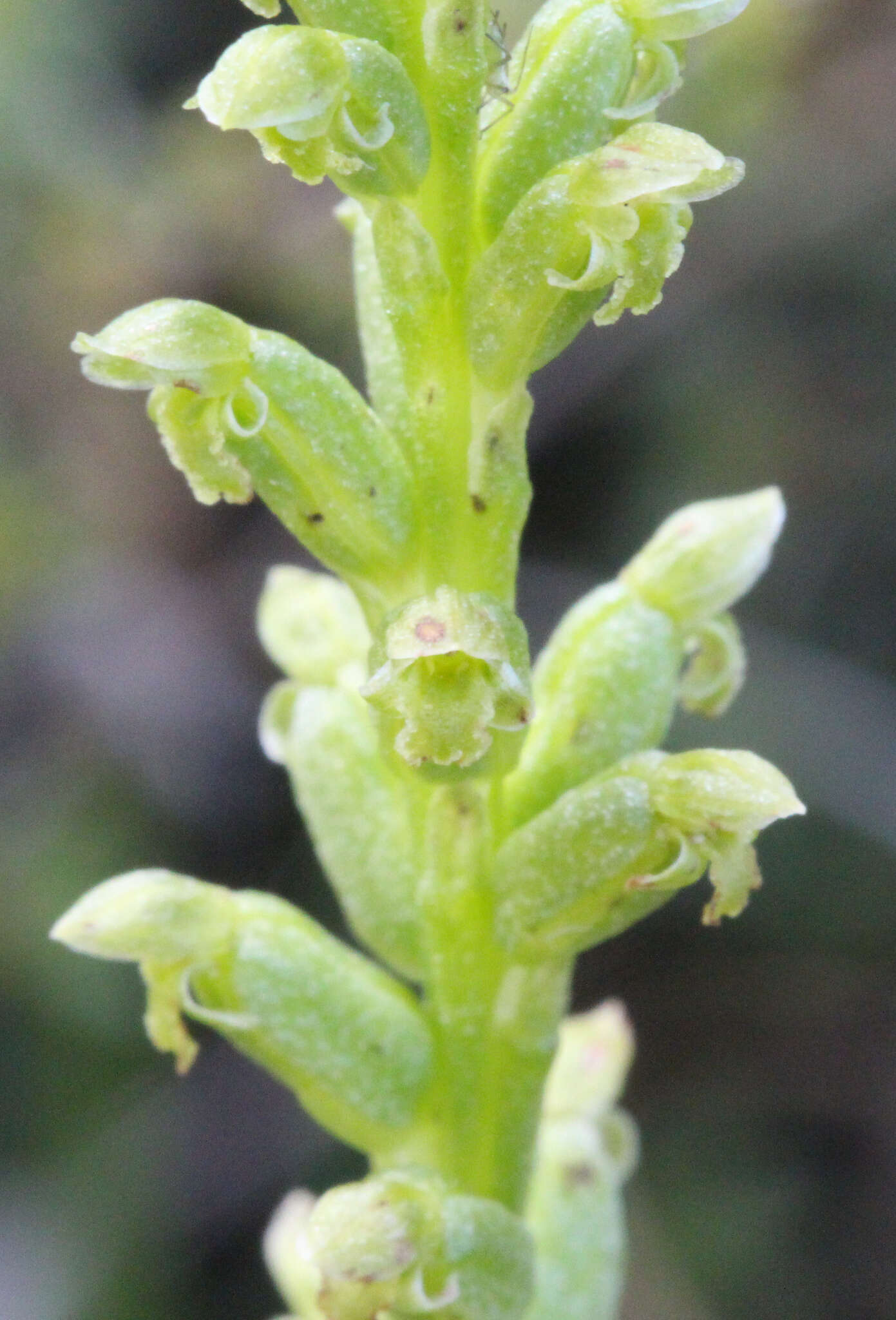 Image of Common onion orchid