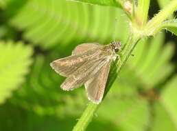 Image of Pygmy Scrub-hopper