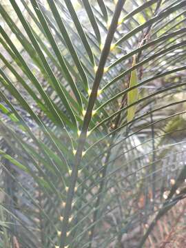 Image of Macrozamia mountperriensis F. M. Bailey