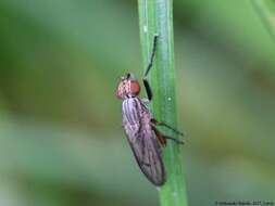 Image de Pherbellia cinerella (Fallen 1820)