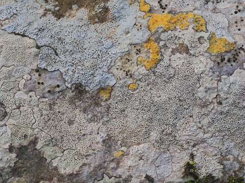 Image of wart lichen