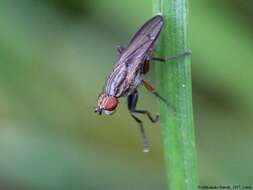 Image de Pherbellia cinerella (Fallen 1820)