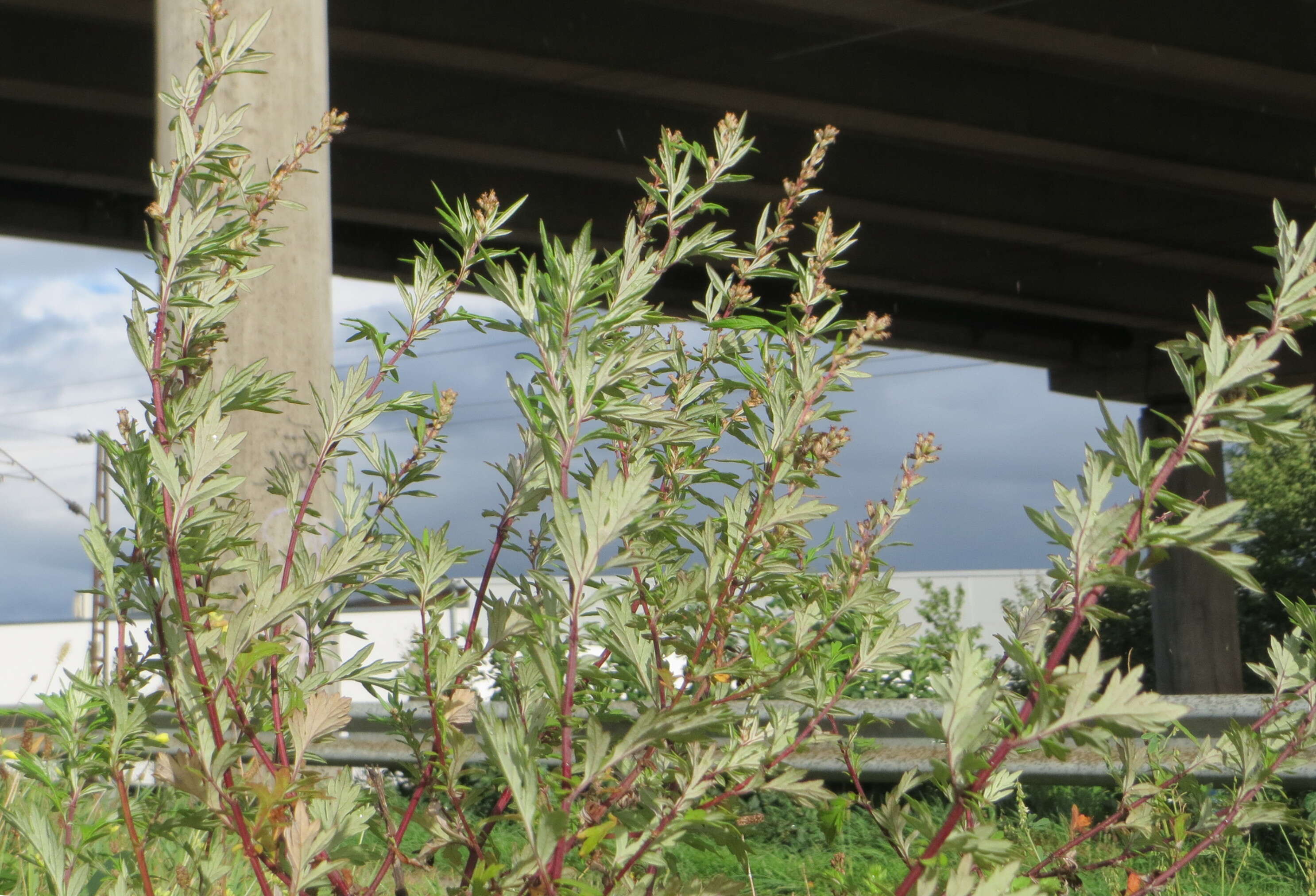 Image of common wormwood