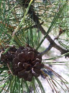 Pinus arizonica var. cooperi (C. E. Blanco) Farjon resmi