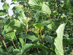 Imagem de Cornus sanguinea L.