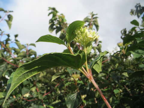 Imagem de Cornus sanguinea L.