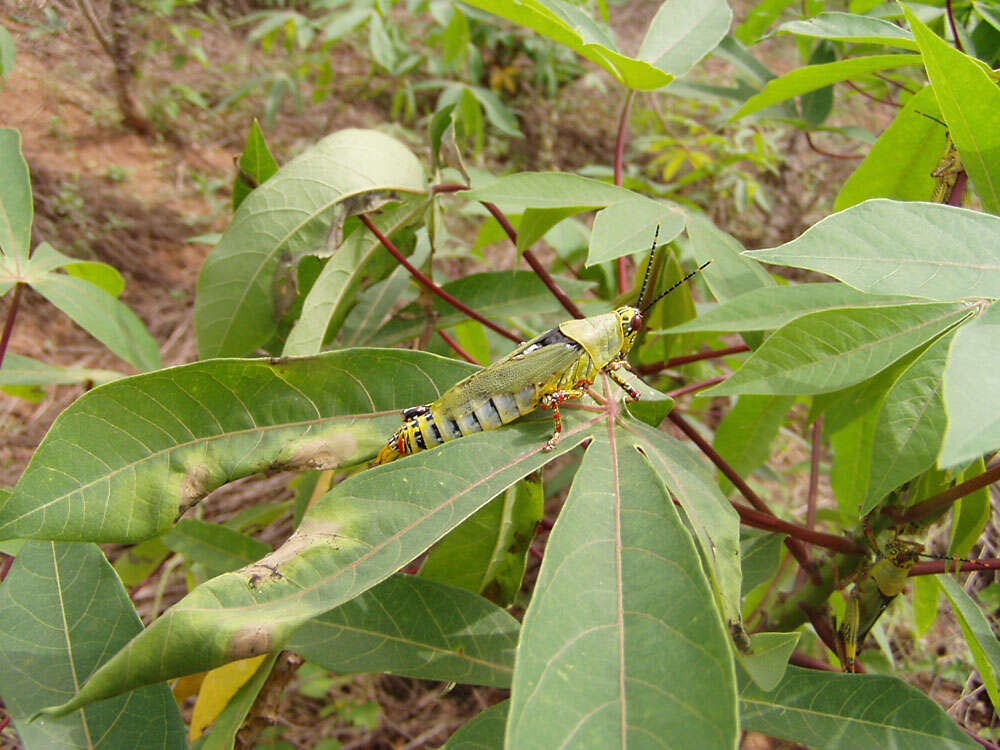 Image of cassava