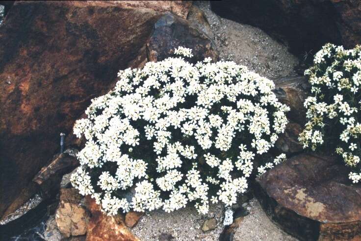 Image of Nuttall's linanthus