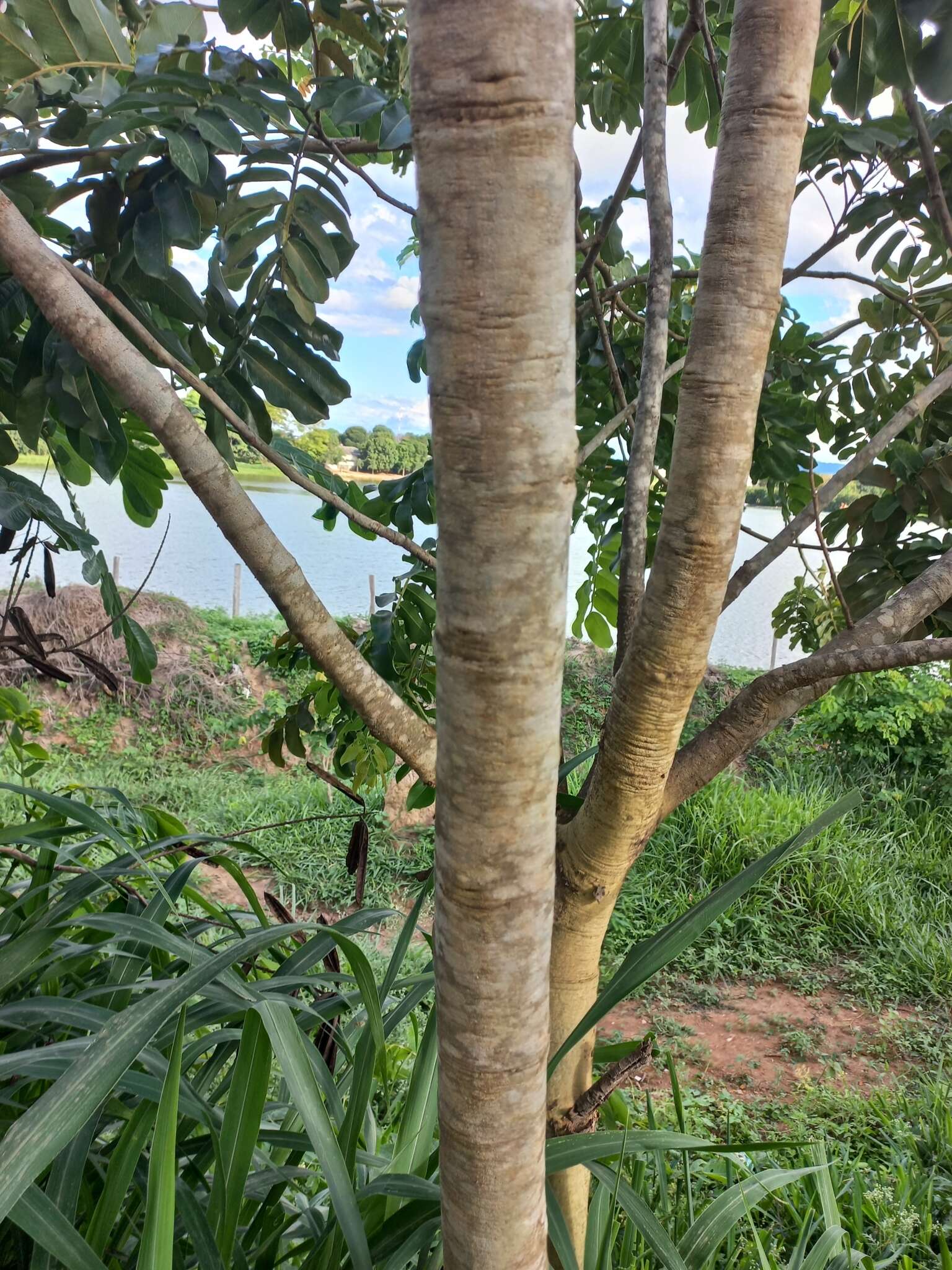 Image of Baru tree