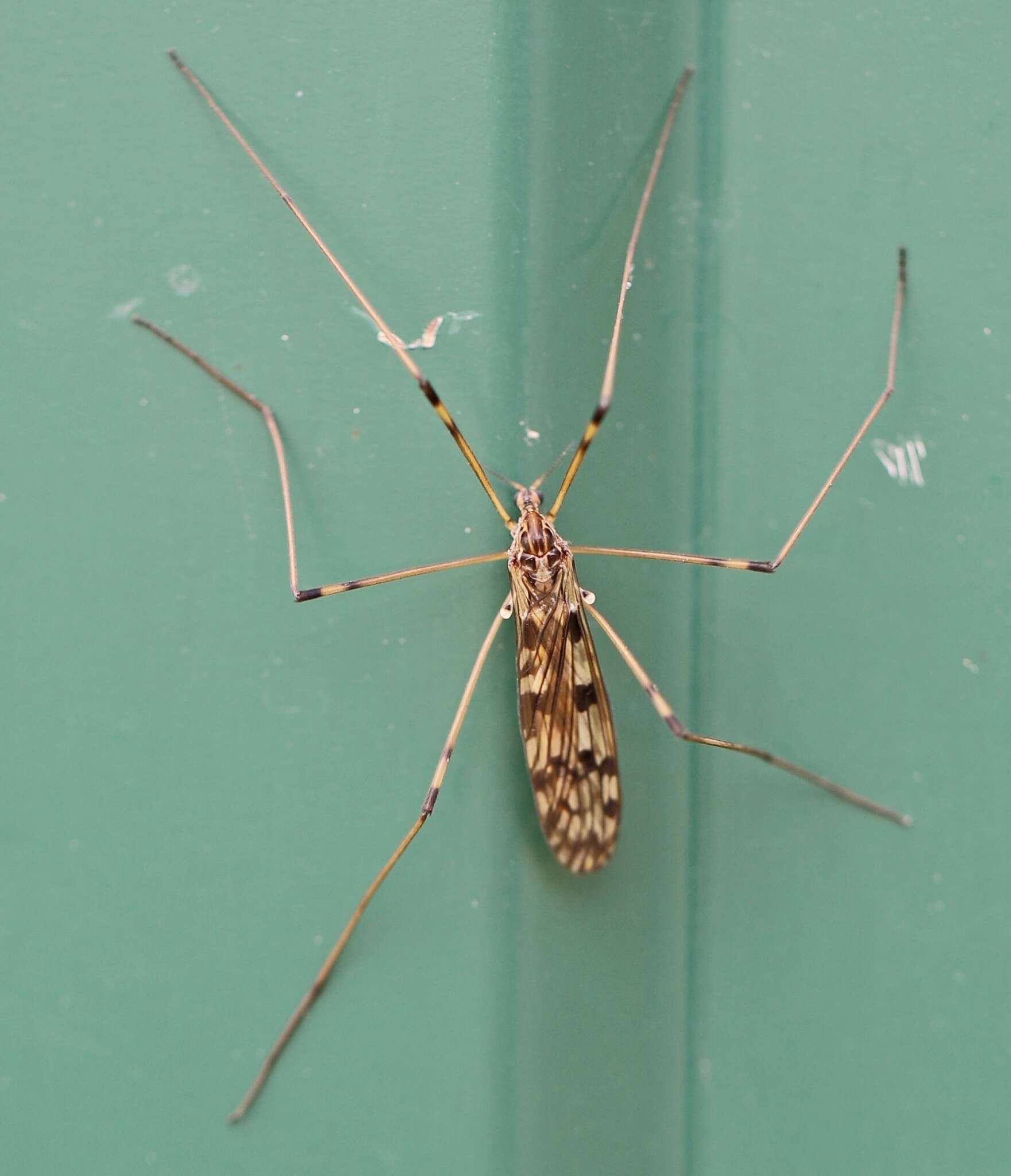 Image of Metalimnobia (Metalimnobia) quadrimaculata (Linnaeus 1760)