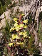 Image of Tritoniopsis parviflora (Jacq.) G. J. Lewis