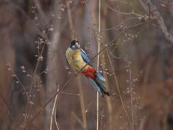 Image of Northern Rosella