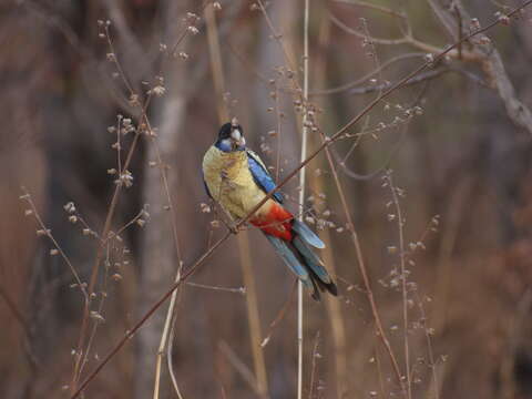 Image of Northern Rosella