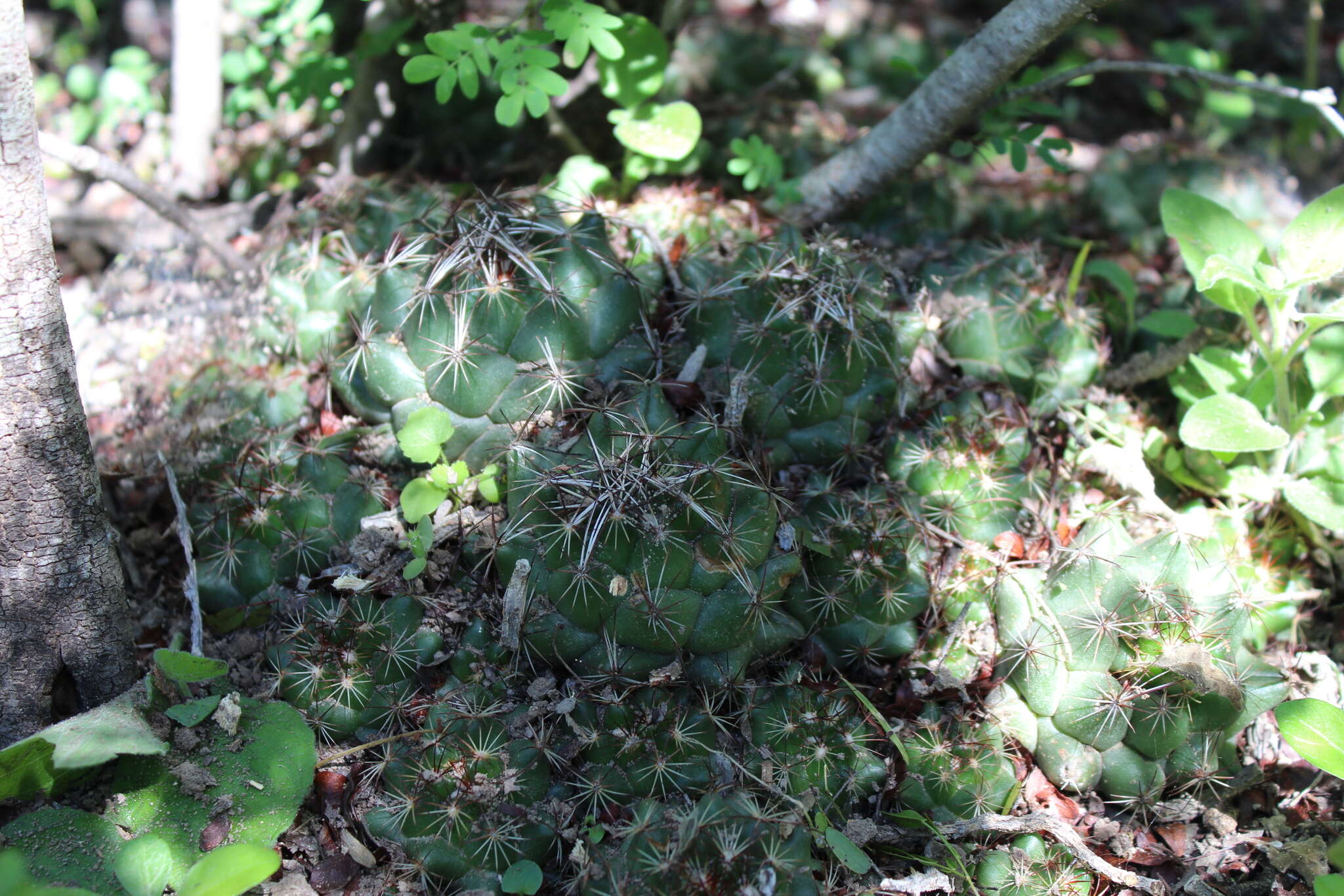 Image of Nickels' cactus