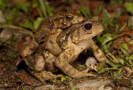 Image of Taiwan Common Toad