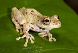 Image of Eiffinger's Tree Frog