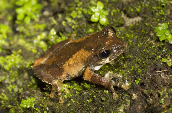 Image of Temple Tree Frog