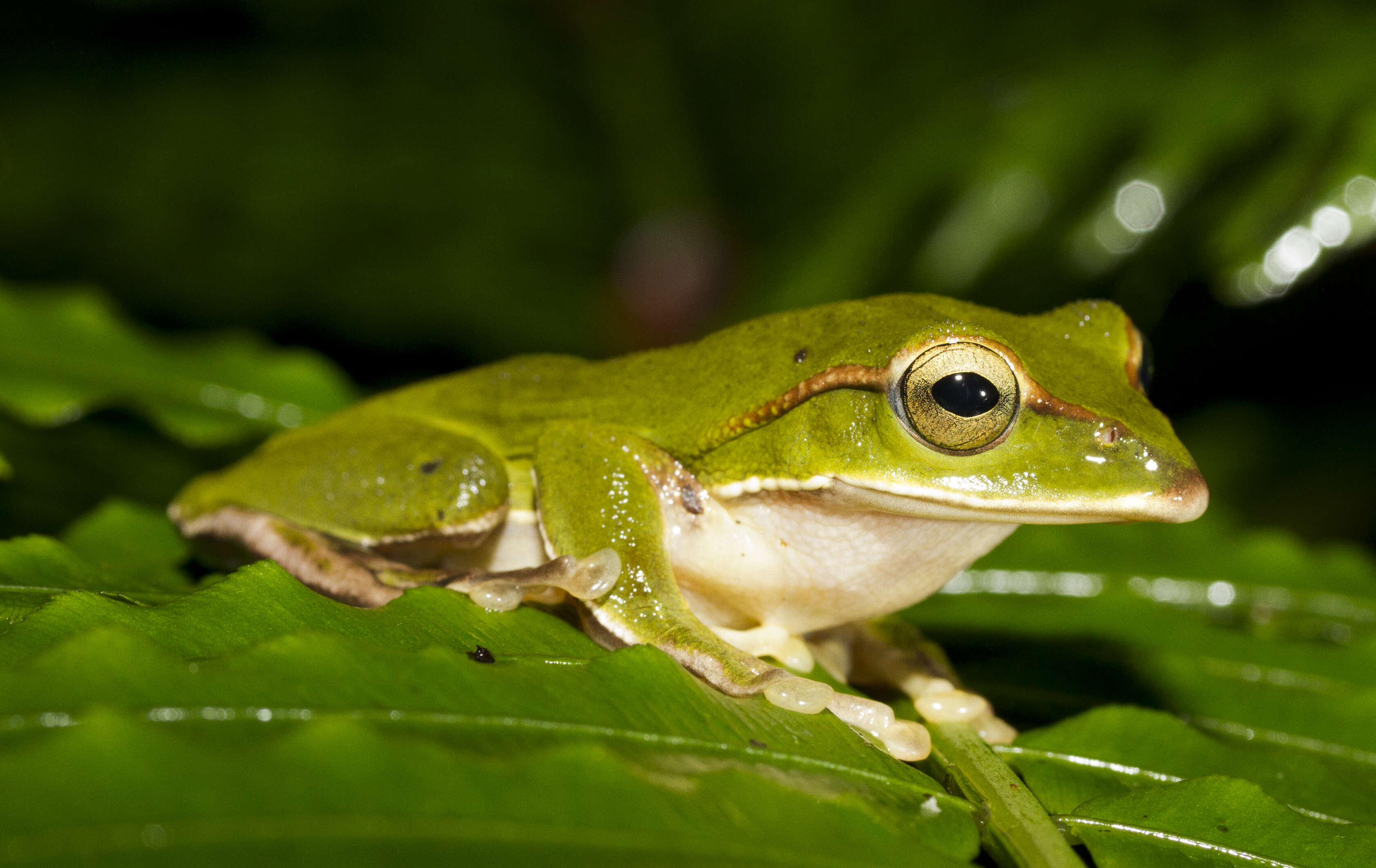 Image of Zhangixalus prasinatus (Mou, Risch & Lue 1983)