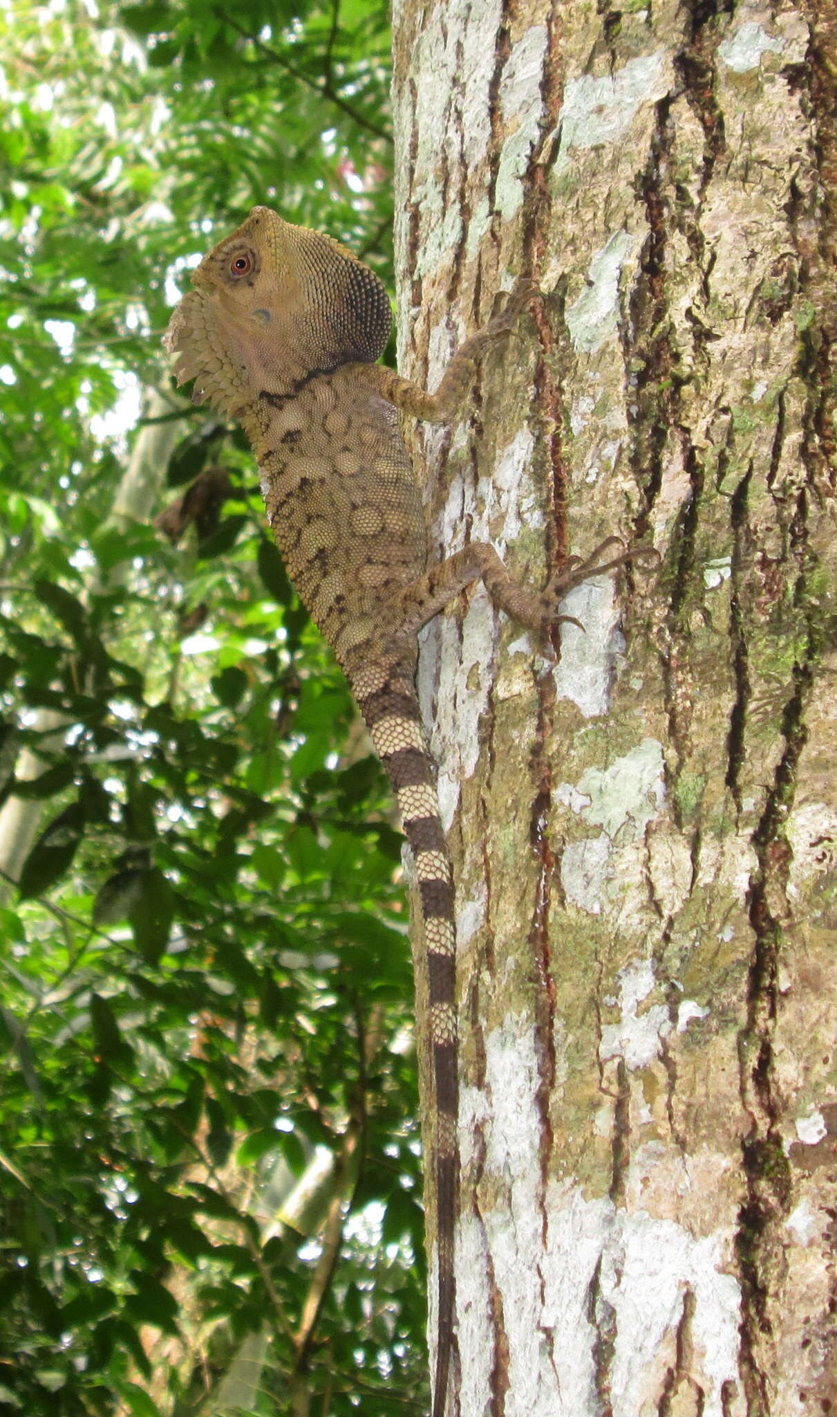 صورة Gonocephalus chamaeleontinus (Laurenti 1768)